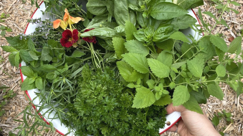9 Herbs With Incredible Health Benefits + Healing Benefits Of Herbs