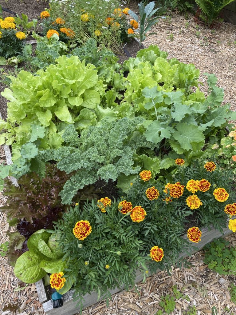 Mom's Summer Garden Lettuce Edible FLowers Salad Recipe